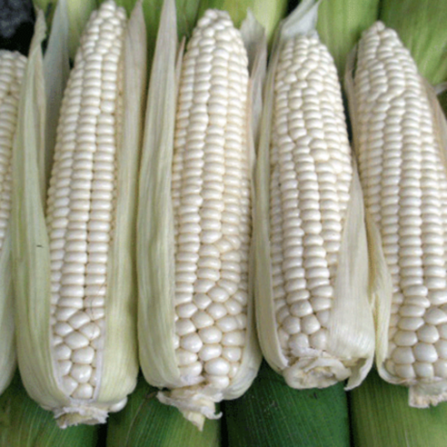 재구매율1위 최상급 햇 미백찰옥수수 찰옥수수, 1박스, 20개(상) 재구매율1위 최상급 햇 미백찰옥수수 찰옥수수, 1박스, 20개(상)