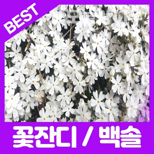 합리적 가격으로 우수한 꽃잔디를 위한 50포트묘