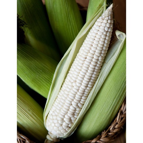 강원도 홍천 햇 찰옥수수: 갓 수확한 신선함, 쫄깃한 식감, 달콤한 맛의 완벽한 조화!