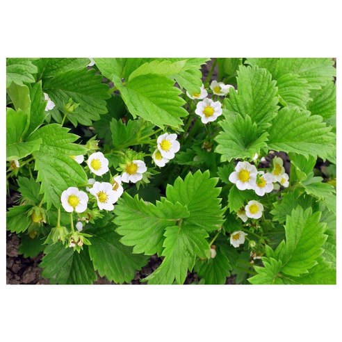 신뢰할 수 있는 월드가드닝 딸기씨로 풍성하고 건강한 딸기 수확을 만드세요.