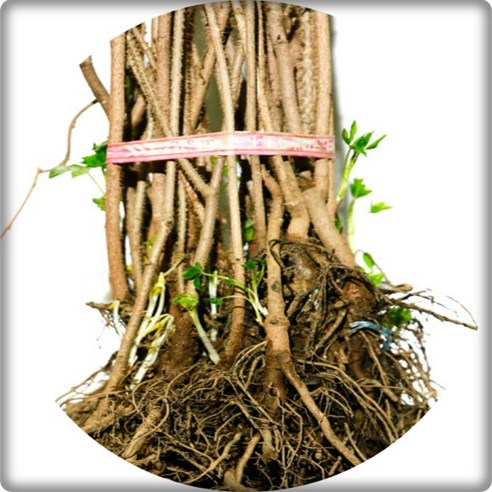 지친 일상에 활력을 더하다! 가시오갈피 묘목 심어 건강을 가꿔보세요 가시오가피묘목