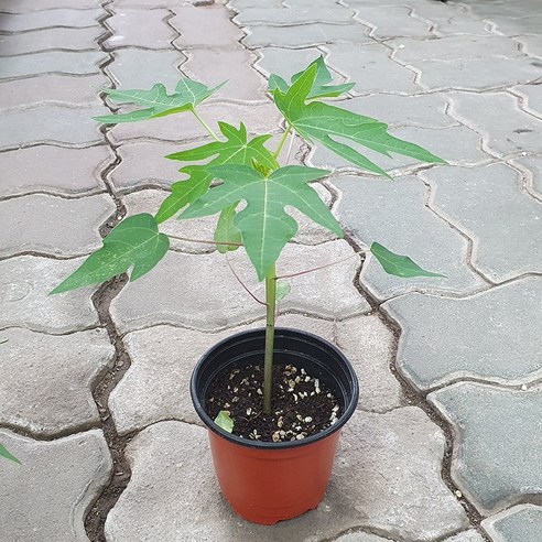 성파 파 파야나무 열매 1개, 스마일화훼유통 파파야원피스 성파 파 파야나무 열매 1개, 스마일화훼유통 파파야원피스