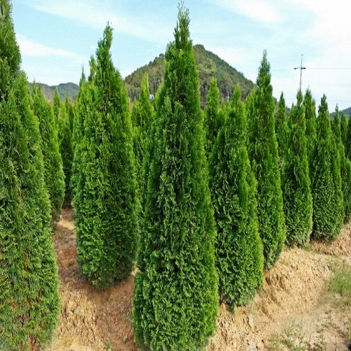 정원에 생기를 불어넣는 에메랄드그린