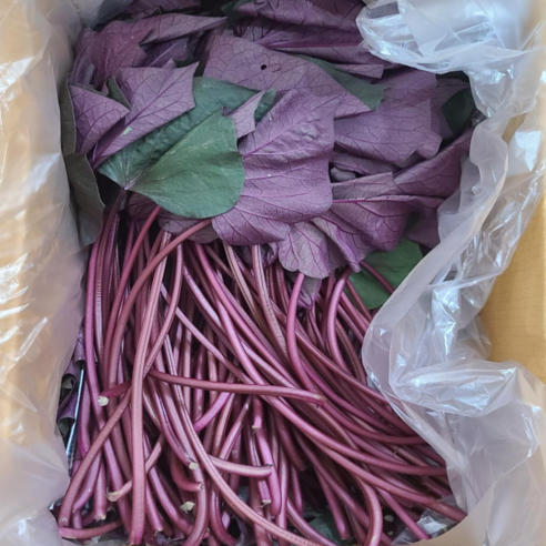 껍질째 먹는 고구마줄기 고구마순 통채루 1kg 2kg, 통채루 1kg(잎포함), 1박스