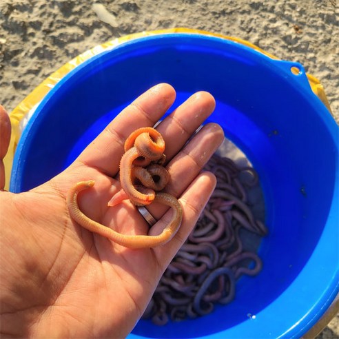 혼무시로 바다낚시의 성공률을 높이세요!