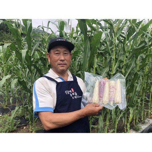 손질한 햇 찐 삶은 찰옥수수 흑찰 미백 백찰 오색 옥수수 특 10개입 20개입 진공포장, 찰옥수수 20개입