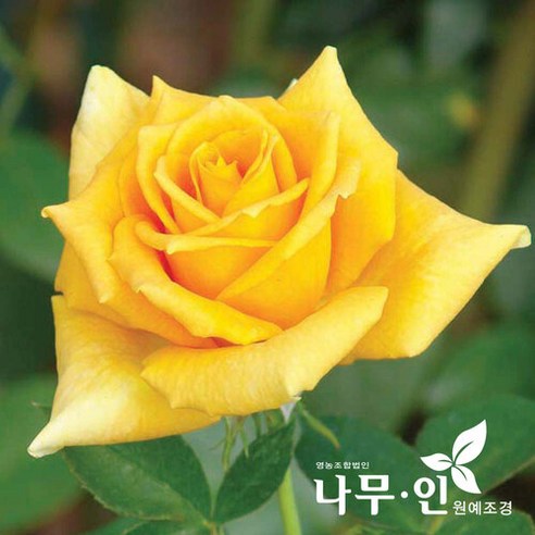 [나무인] 란도라 고급사계정원장미