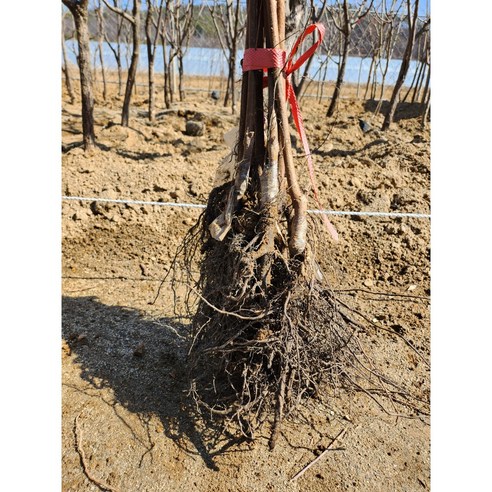 가을의 풍요를 담은 달콤한 감의 향연