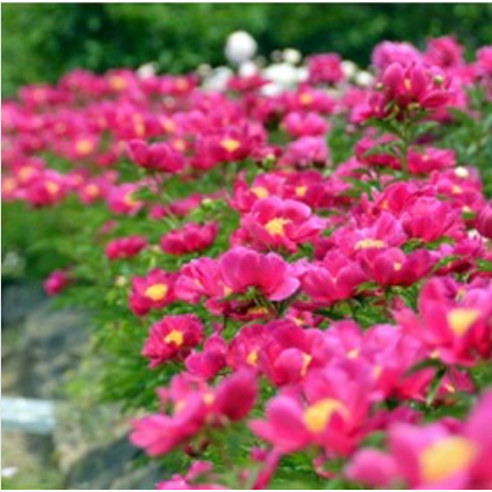 가을에 심는 작약 뿌리묘로 향기로운 봄 정원을 만드세요