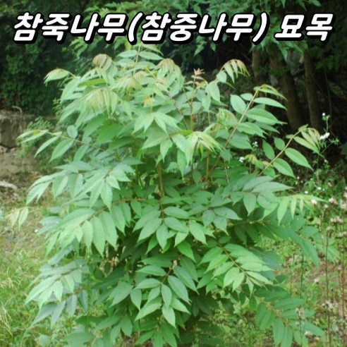 🌿 베란다 정원을 꿈꾸는 당신에게, 참죽나무 묘목 솔직 후기: 직접 키워보니 이런 점이 좋았어요! 가죽나무