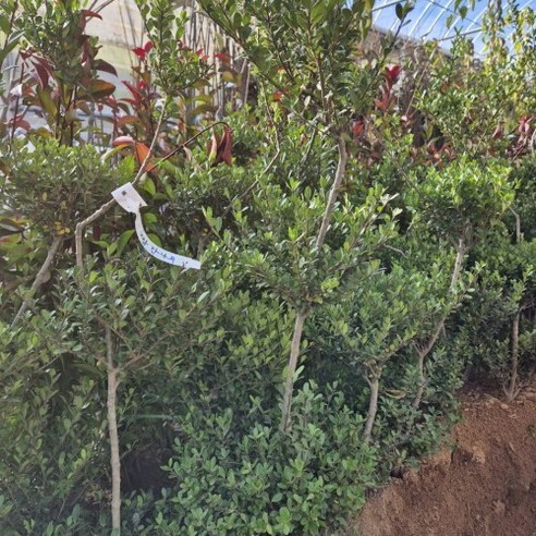 푸른 잎의 꽝꽝나무 조형 분묘로 정원이나 공원에 아름다움과 평온함을 더하세요