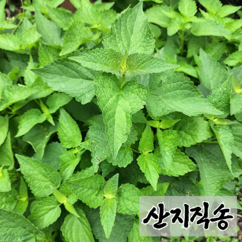 [산지직송] 향긋한 국내산 생 방아잎 300g, 500g, 1kg 1개 방앗잎