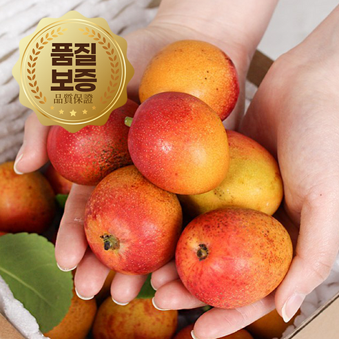 제주 햇살 품은 달콤한 유혹, 미니 애플망고의 특별한 만남 제주애플망고