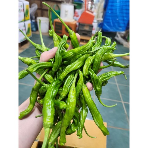 [최상품] 꽈리고추 안매운고추 찜고추 쪄먹는 구워먹는 1kg, 1개