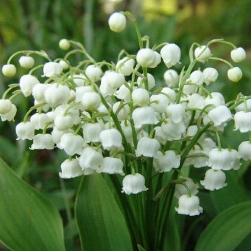 은방울꽃 노지월동 다년생 3개 5-6월개화 규격10cm포트묘 천지가야생화