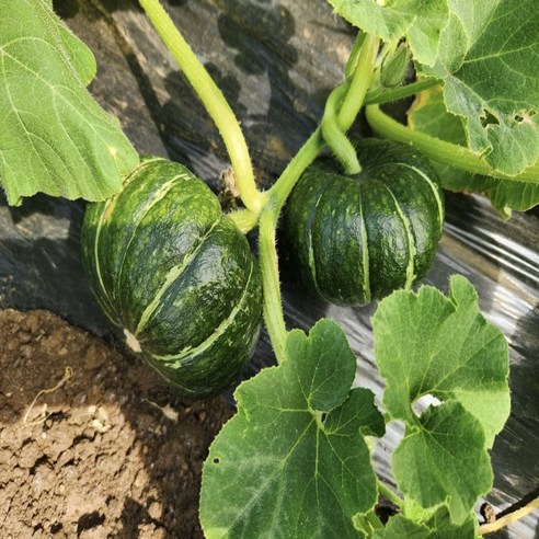 국산 제주 햇 미니 밤호박 미니 단호박, 1개, 2kg(3~6개외)