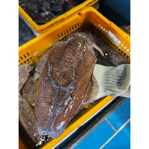[먹깨비](당일조업 당일손질 제철 갑오징어 횟감가능 회무게만250g, 1개, 갑오징어회필렛250g