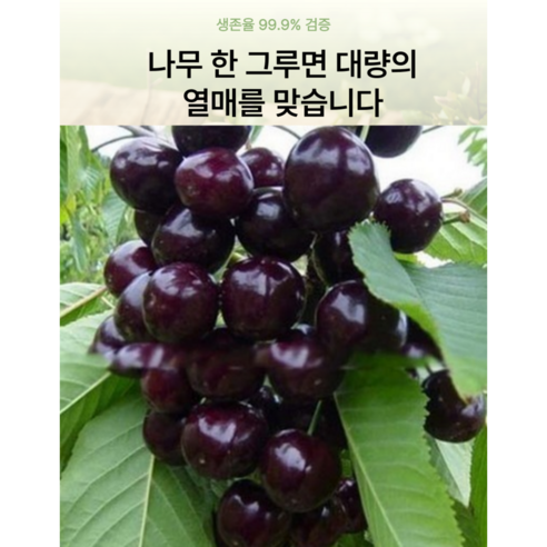 집에서 즐기는 달콤한 행복, 자가수정 대왕 체리 묘목 키우기!