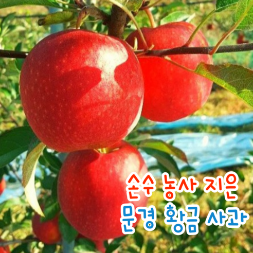 문경황금사과 홍로사과 특대과, 1박스, 5kg 소과(21~24과)