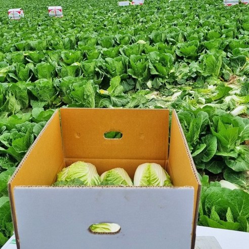 넉넉하고 신선한 농장직송 해남 알배추