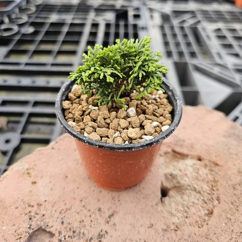 작은 공간에 심는 행복, 미니 청짜보로 나만의 특별한 정원을 만드세요.