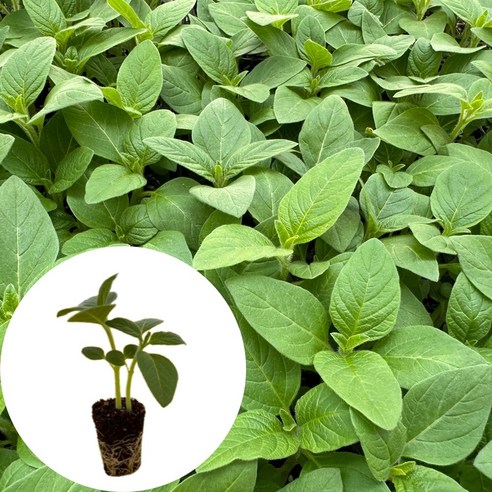 올해 텃밭 농사, 참깨 모종 심기? 이제 고민 끝! (feat. 새마을총각 참깨모종 가지깨 슈퍼안산) 참깨모종