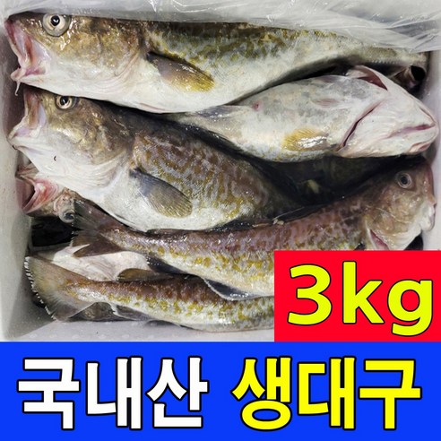 오늘 새벽 동해의 숨결을 담아 올린, 싱싱한 생대구를 만나다 생대구