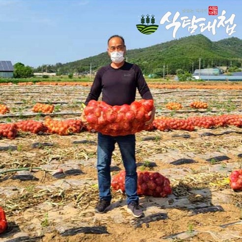 식탐대첩 국내산 햇 흰양파 5kg 개당100g 이하, 1개