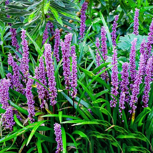 푸른 잎새 아래 숨겨진 보랏빛 향기, 맥문동 모종으로 나만의 정원을 디자인하다