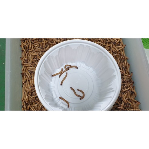 성충 안되는 슈퍼밀웜 4-5cm 500마리 안전포장, 1개