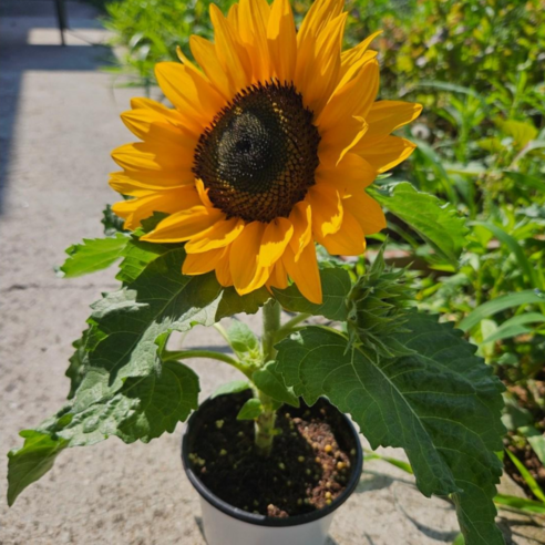 삭막한 일상에 싱그러움을 더하다! 해바라기 모종으로 손쉽게 플랜테리어 시작하기 해바라기모종