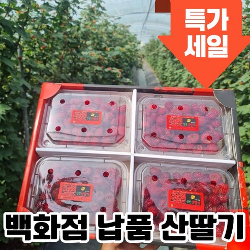 [26년첫수확] 생 산딸기 생과 특품