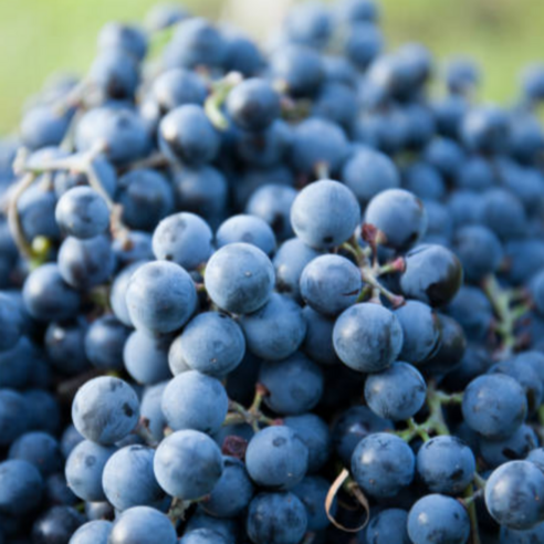 캠벨 포도 흑포도 당도높은 포도, 1KG (2~4수)