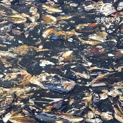 바다의 보석, 영롱한수산 대왕 홍합으로 식탁을 풍요롭게