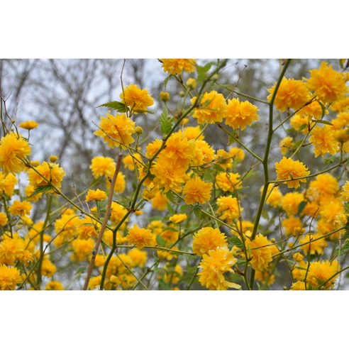 봄을 수놓는 황금빛 향연, 겹황매화로 꿈꾸는 정원 황매화