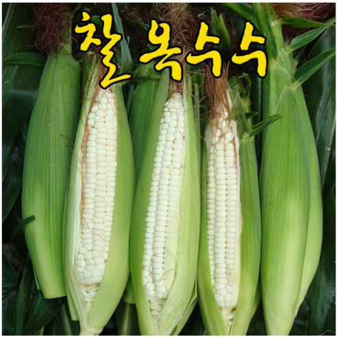영월 찰옥수수(미백), 30개
