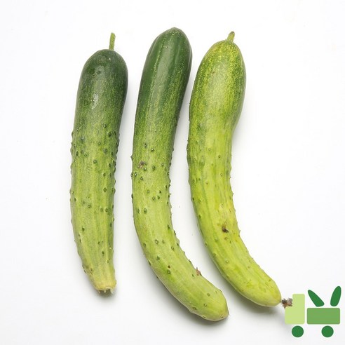 사라상회 백다다기 오이 (백오이) 10Kg (보통)