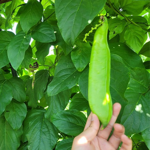 황금빛 건강을 담은 유기농 작두콩차 한 잔으로 일상에 활력을 더하세요.