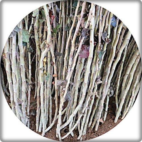 붉은 꽃으로 정원을 물들이는 홍화산사나무 묘목