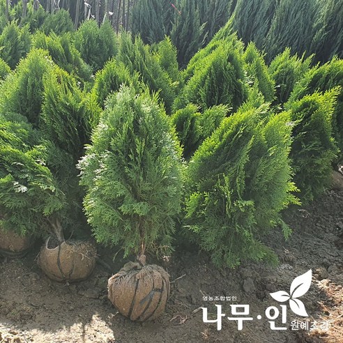 [나무인] 황금측백나무 키80cm, 1개