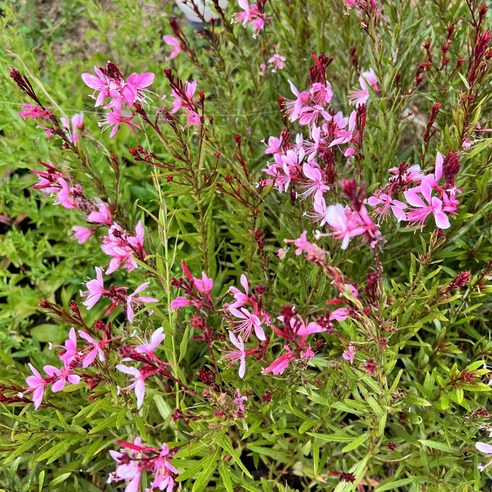 정열적인 붉은 물결, 골드씨드 가우라 빨강으로 정원을 화려하게!