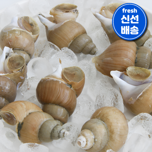 진짜 싱싱한 국내산 동해안 자연산 백골뱅이 백고동 당일조업 산소포장, 1개, 1kg(왕특6~12미내외)
