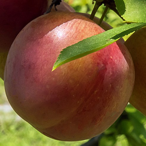 나만의 과수원을 [충북농원] 추희 자두나무 묘목으로 시작하여 탐스러운 결실을 맛보세요.