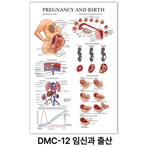 NEW 근육 해부학 포스터, DMC-12 임신과 출산