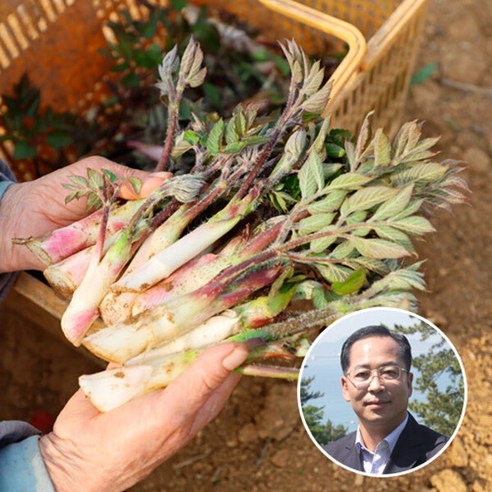 [맛딜] [새남해농협]향긋한 경남 남해 땅두릅 2kg, 1개