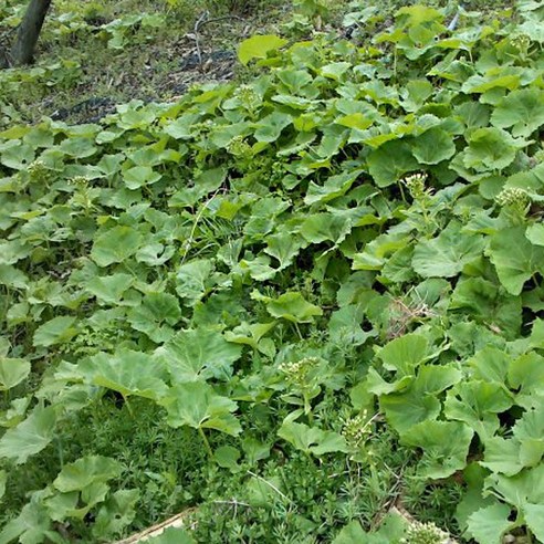 쌉싸름한 향긋함으로 잃어버린 입맛을 되찾아주는 청양골 머위 장아찌