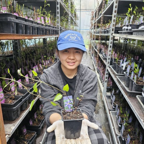 보라색 매력으로 공간에 생기를 불어넣는 클레마티스 '더프레지던트'