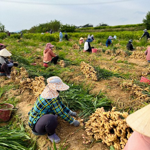 신선하고 믿을 수 있는 국내산 특품 햇생강