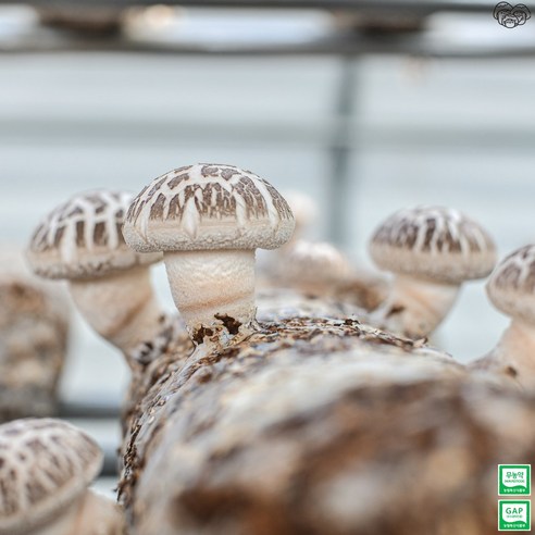 푸짐한 대용량과 신선한 품질의 생표고버섯