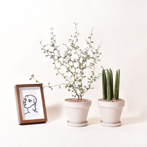 마오리소포라, 삭막한 공간에 생기를 더하는 작은 행복